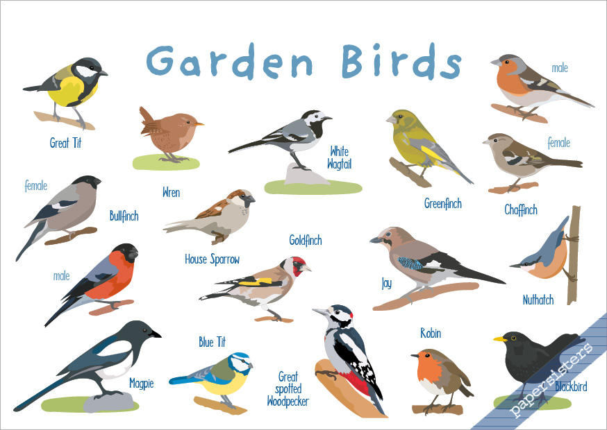 Garden Birds