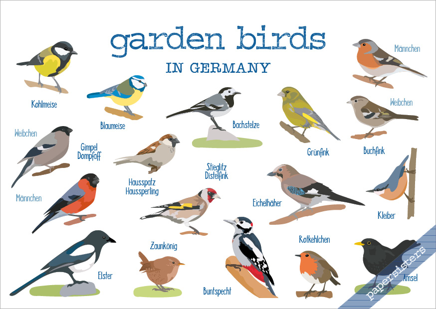 Garden Birds in Germany
