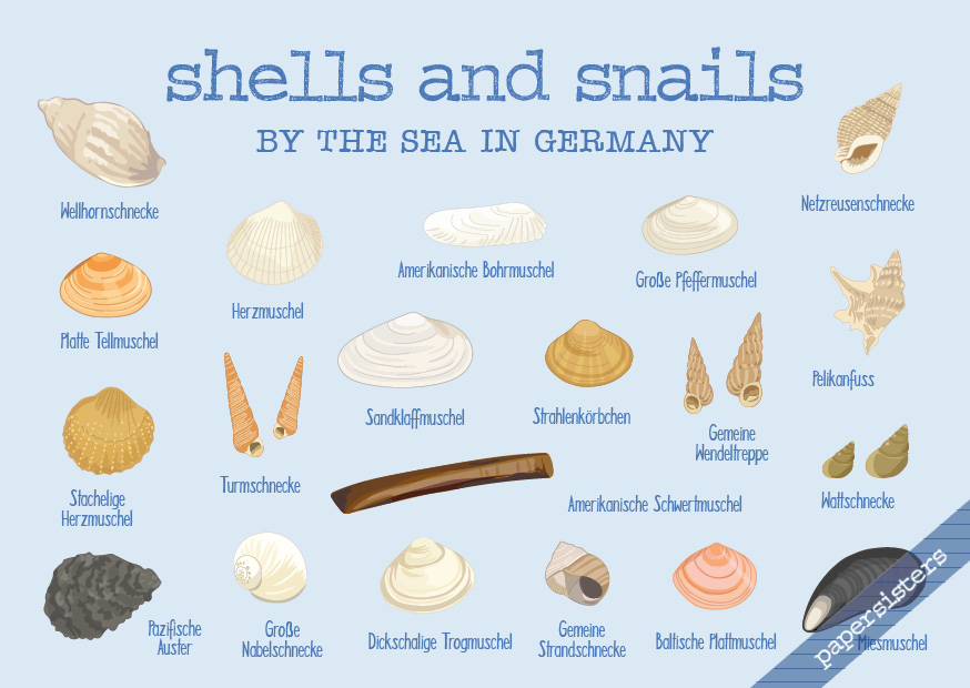 Shells and Snails in Germany