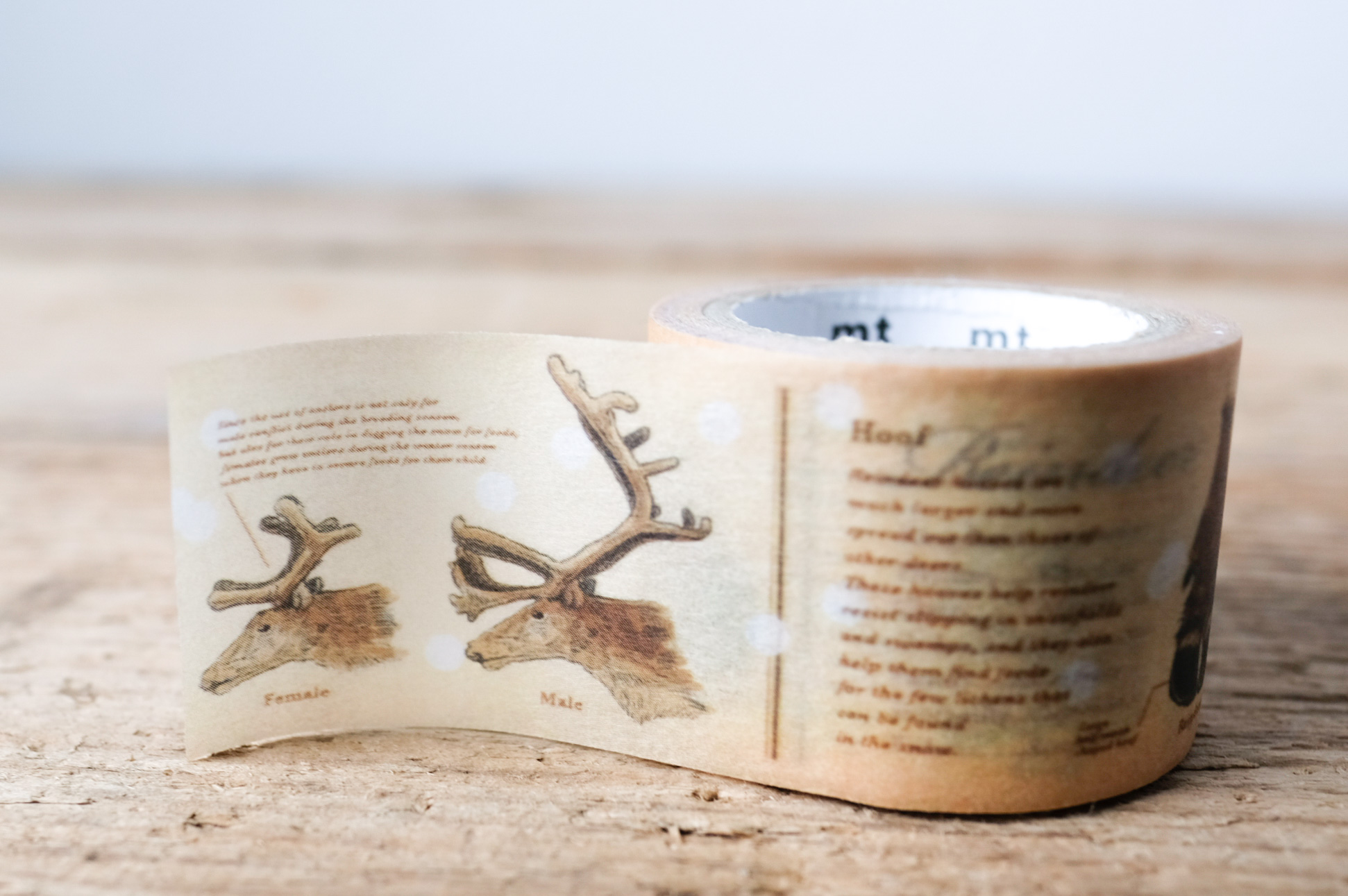mt masking tape encyclopedia reindeer